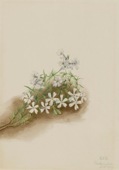 Mosroze Phlox subulata door Mary Vaux Walcott