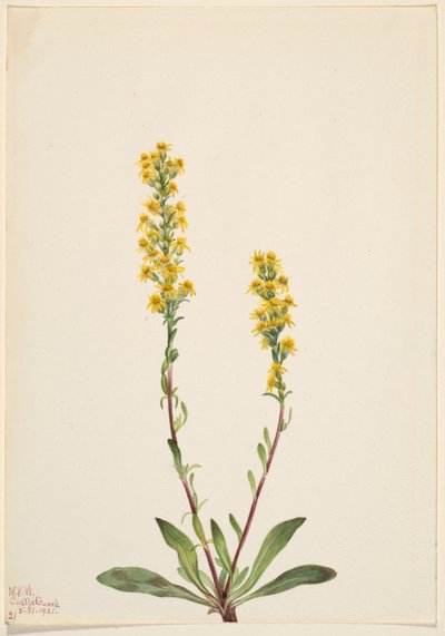 Berg guldenroede (Solidago oreophila) door Mary Vaux Walcott