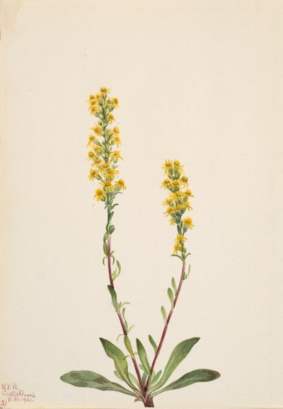 Bergguldenroede Solidago oreophila, 1921 door Mary Vaux Walcott