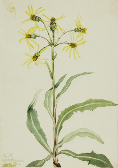 Rouwaardebol (Senecio lugens) door Mary Vaux Walcott