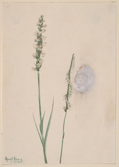 Knikkende dames-tressen Ibidium cernum, 1905 door Mary Vaux Walcott