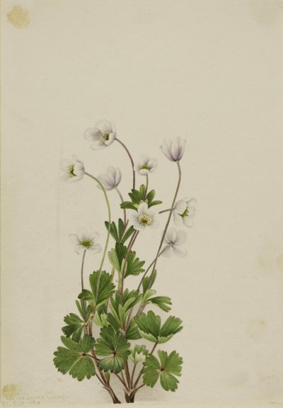 Noordelijke Anemoon (Anemone parviflora) door Mary Vaux Walcott