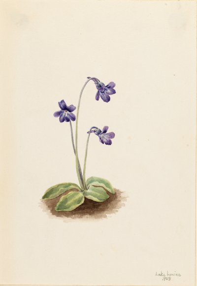 Noordelijk vetblad (Pinguicula vulgaris) door Mary Vaux Walcott