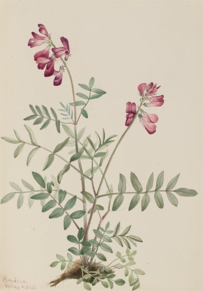 Noordelijke Hedysarum Hedysarum boreale door Mary Vaux Walcott