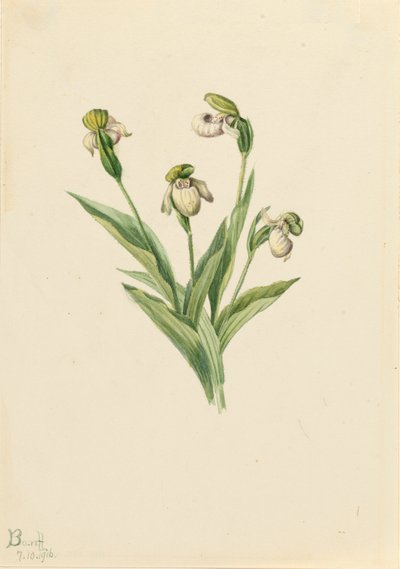 Noordelijke damesslipper Cypripedium passerinum, 1916 door Mary Vaux Walcott