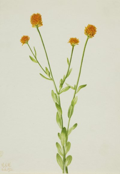 Oranje Polygala (Polygala lutea) door Mary Vaux Walcott