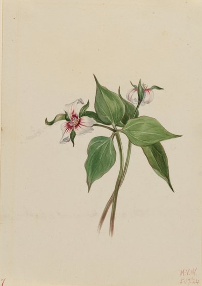 Geverfde Trillium (Trillium undulatum) door Mary Vaux Walcott