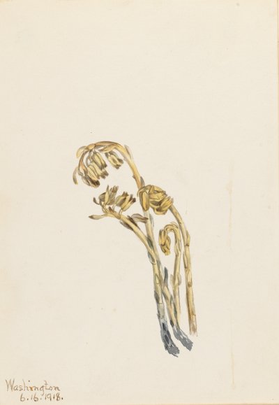 Bleke dennenappel (Hypopitys americana) door Mary Vaux Walcott