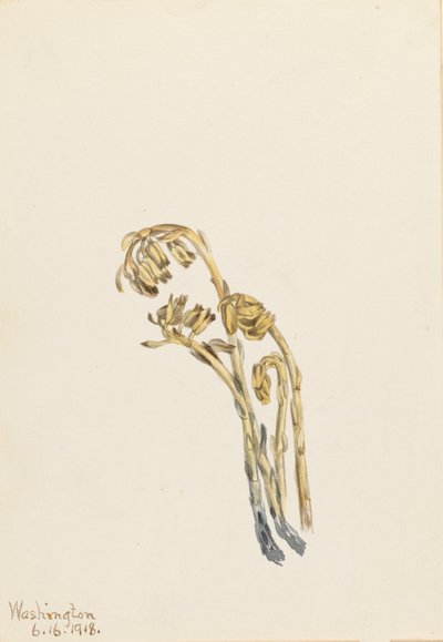 Bleke Pinesap Hypopitys americana, 1918 door Mary Vaux Walcott