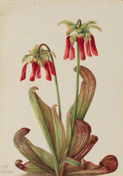 Papegaaislingerplant (Sarracenia psittacina) door Mary Vaux Walcott