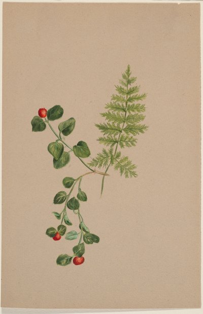 Patrijsbes (Mitchella repens) door Mary Vaux Walcott