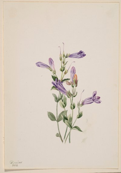 Penstemon (Penstimon fruiticosus) door Mary Vaux Walcott