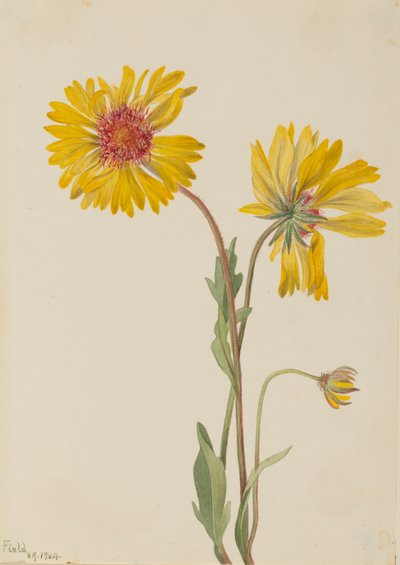 Vaste Gaillardia Gaillardia aristata, 1904 door Mary Vaux Walcott