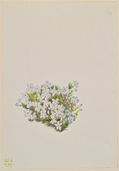Phlox Phlox caespitosa, 1937 door Mary Vaux Walcott