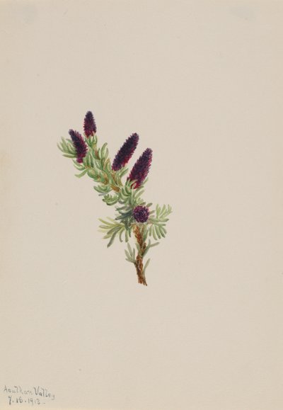 Picea engelmanni door Mary Vaux Walcott