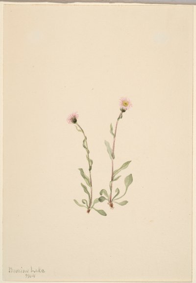 Pink Fleabane (Erigeron jucundus) door Mary Vaux Walcott