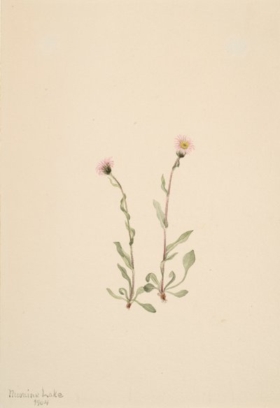 Roze Vlooienkruid Erigeron jucundus, 1904 door Mary Vaux Walcott