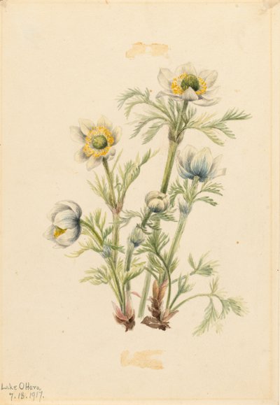 Pluimanemoon (Pulsatilla occidentalis) door Mary Vaux Walcott