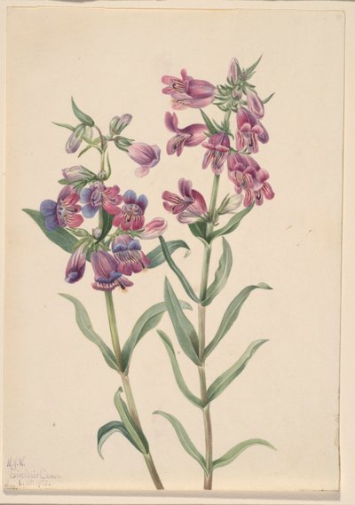 Prairie Pentstemon (Pentstemon erianthera) door Mary Vaux Walcott