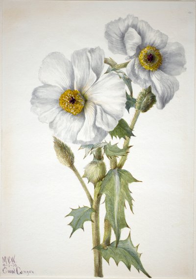 Stekelige klaproos (Argemone hispeda) door Mary Vaux Walcott
