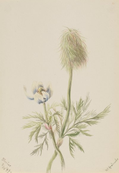 Pulsatilla occidentalis door Mary Vaux Walcott