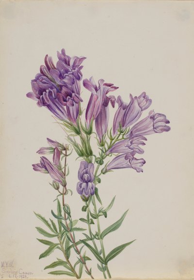 Purperen Pentstemon (Pentstemon lyallii) door Mary Vaux Walcott