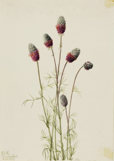 Paarse prairiebekplevier (Petalostemon purpureum) door Mary Vaux Walcott