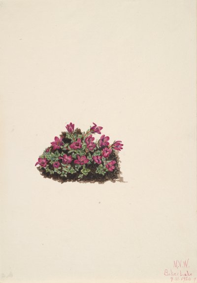 Paarse Saxifrage Saxifraga oppositifolia door Mary Vaux Walcott