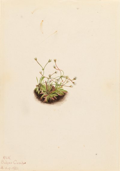 Dwergorchis (Androsace subumbellata) door Mary Vaux Walcott