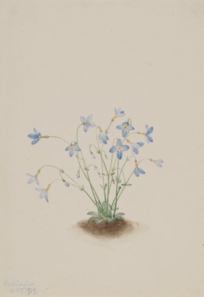 Quakerladies (Houstonia caerulea) door Mary Vaux Walcott
