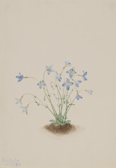 Quakerladies Houstonia caerulea, 1917 door Mary Vaux Walcott