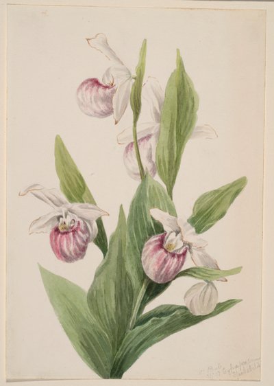 Koninginneplant (Cypripedium reginae) door Mary Vaux Walcott