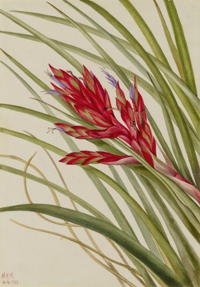 Kieuwbladige Tillandsia (Tillandsia fasciculata) door Mary Vaux Walcott