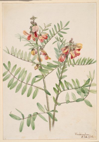 Konijnenboon (Cracca virginiana) door Mary Vaux Walcott