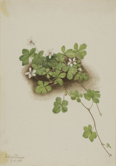 Rode dauwbraam (Rubus pedatus) door Mary Vaux Walcott