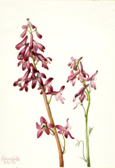 Rode ridderspoor (Delphinium nudicale) door Mary Vaux Walcott