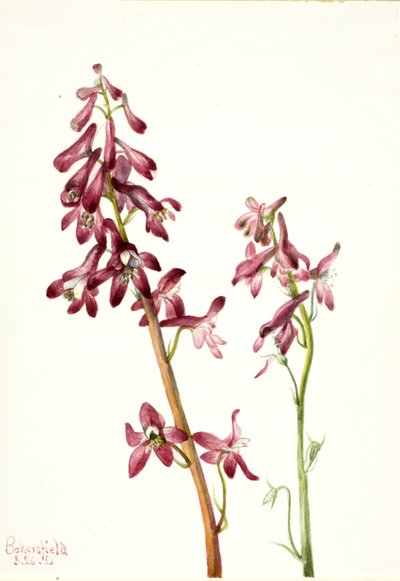 Rode ridderspoor Delphinium nudicale door Mary Vaux Walcott