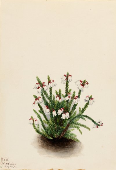 Rocky Mountain Cassiope (Cassiope mertensiana) door Mary Vaux Walcott