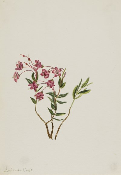 Rocky Mountain Kalmia (Kalmia microphylla) door Mary Vaux Walcott