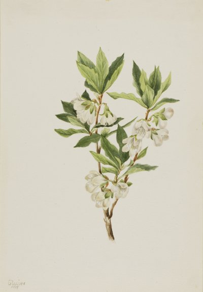 Rocky Mountain Rhododendron Rhododendron albiflorum, 1901 door Mary Vaux Walcott