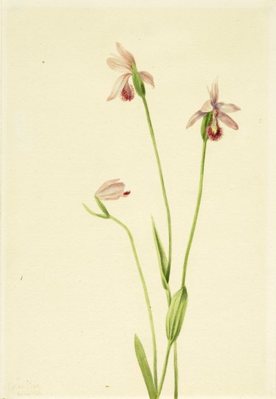Pogonia rozen (Pogonia ophioglossoides) door Mary Vaux Walcott