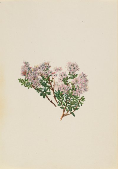 Zandmirte (Leiophyllum lyoni) door Mary Vaux Walcott