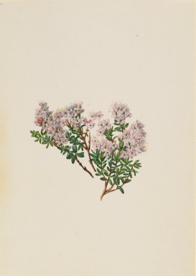 Zand Mirte Leiophyllum lyoni, ca. 1930s door Mary Vaux Walcott