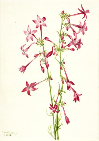 Scharlakenrode gilia (Gilia aggregata) door Mary Vaux Walcott
