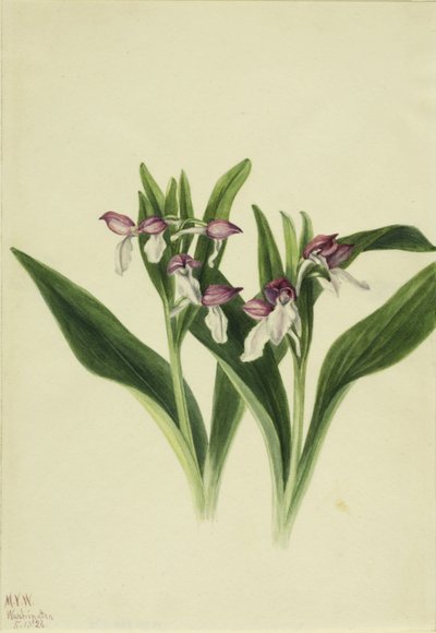 Showy Orchis (Orchis spectabilis) door Mary Vaux Walcott
