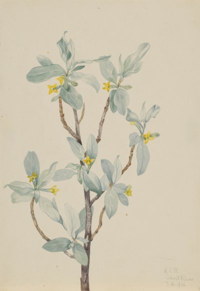 Zilverbes (Elaeagnus commutata) door Mary Vaux Walcott