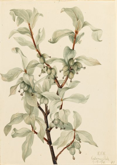 Zilverbes (Elaeagnus commutata) door Mary Vaux Walcott