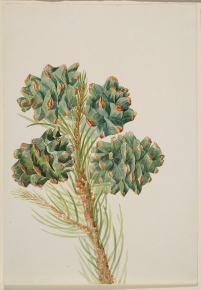 Enkelbladige den (Pinus monophylla) door Mary Vaux Walcott