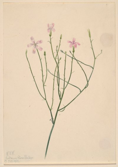 Skeletbloem (Lygodesmia juncea) door Mary Vaux Walcott