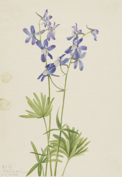 Slanke ridderspoor (Delphinium depauperatum) door Mary Vaux Walcott